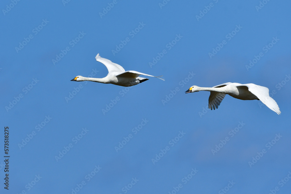 Obraz premium 湖や田んぼ等、冬の水辺にやってくる真っ白で大きな野鳥、コハクチョウ