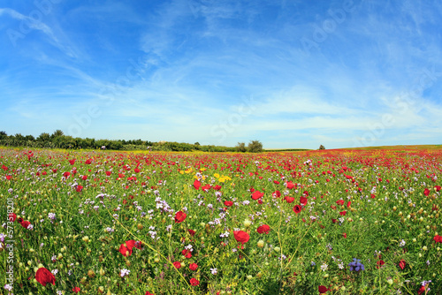 Magnificent flower carpets