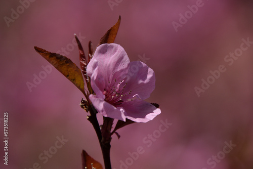 Pink cherry blossom on blurred brick wall background. Spring.