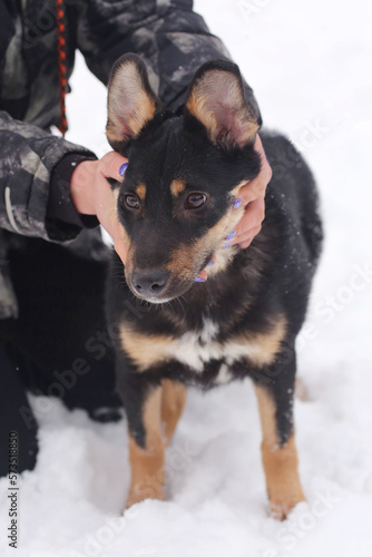  shepherd dog puppy full body photo on leash with humans stroking hands on snow background