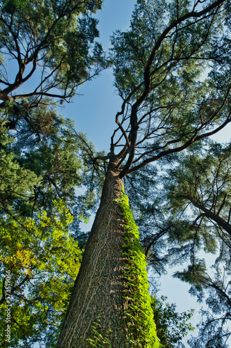Konstfotografi Nadir view of a trunk of ivy pine.
