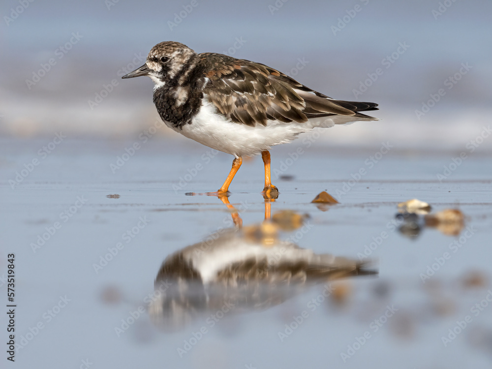 Turnstone standing in wet sand on the shoreline Turnstone standing in wet sand on the shoreline
