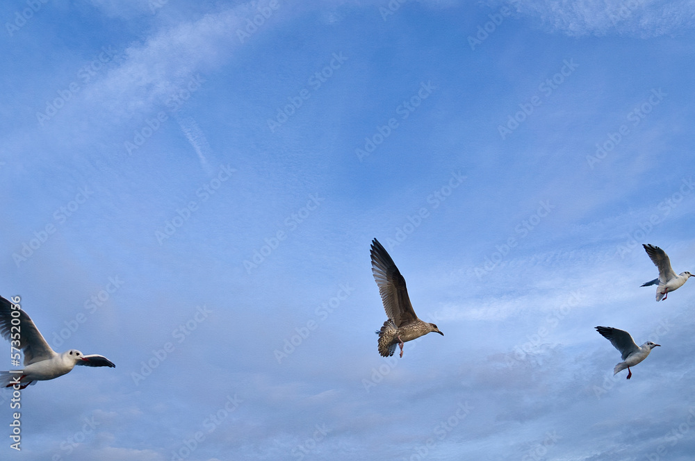 Obraz premium Seagulls in flight in the sky above the Baltic Sea by the sea. Dynamic shot