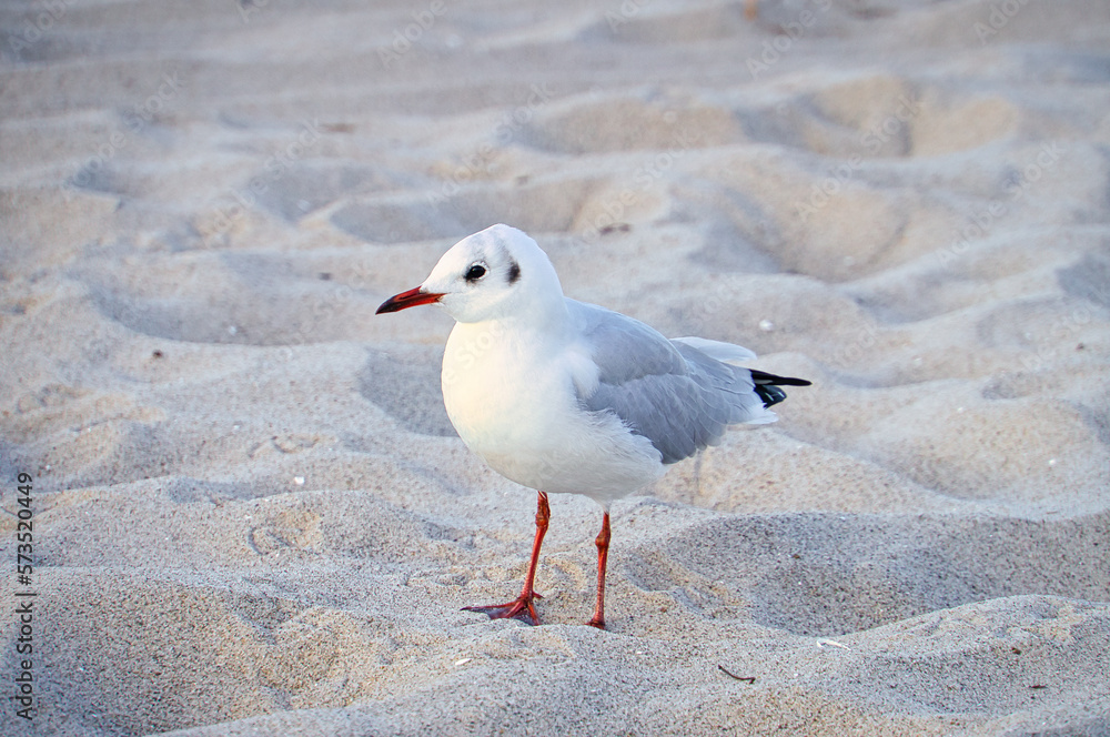 Naklejka premium Seagull on the beach in Zingst. Bird running through the sand on the seashore