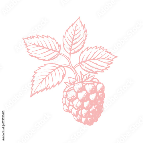 Hand drawn sketch black and white of raspberry, leaf, berry plant. Vector illustration. Elements in graphic style label, card, sticker, menu, package. Engraved style illustration.
