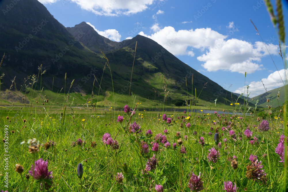 Clover in a mountain meadow, Glen Coe Scotland