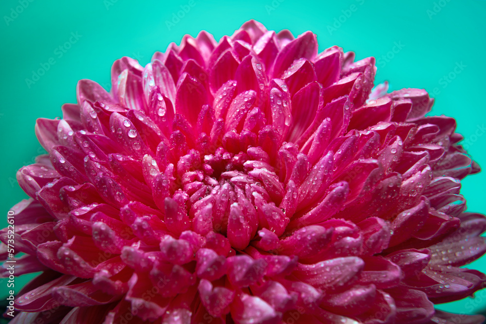beautiful pink chrysanthemum flower with water droplets on a blue background, carmine red Viva magenta