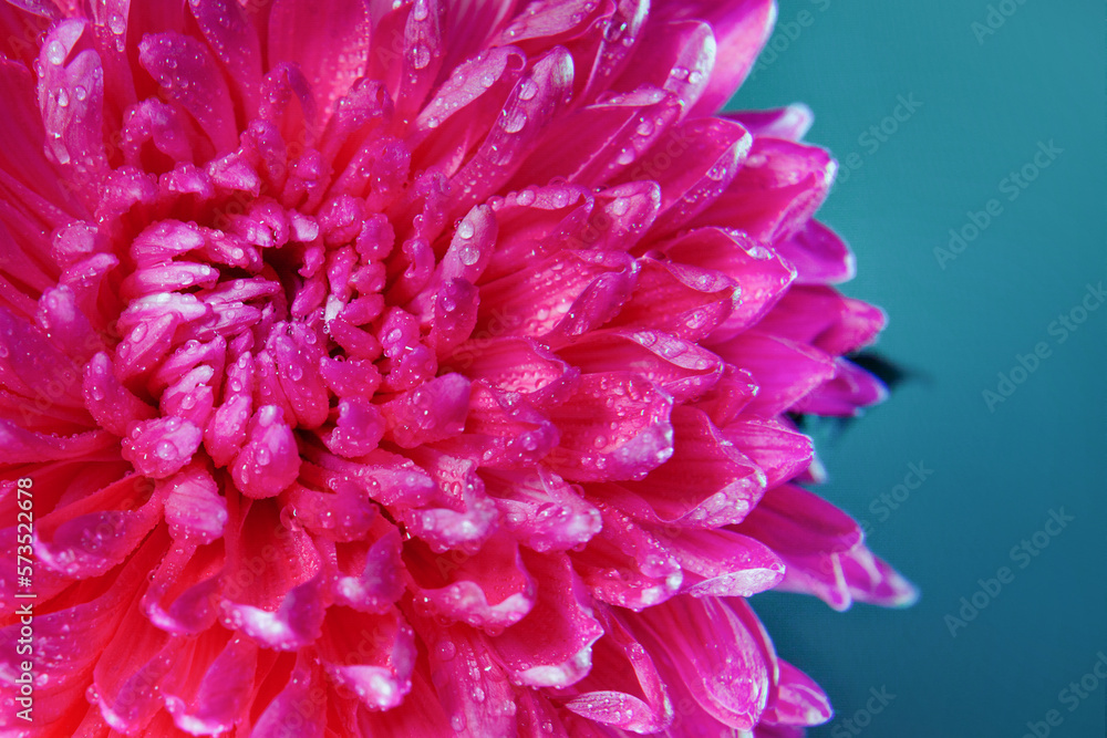 beautiful pink chrysanthemum flower with water droplets on a blue background, carmine red Viva magenta