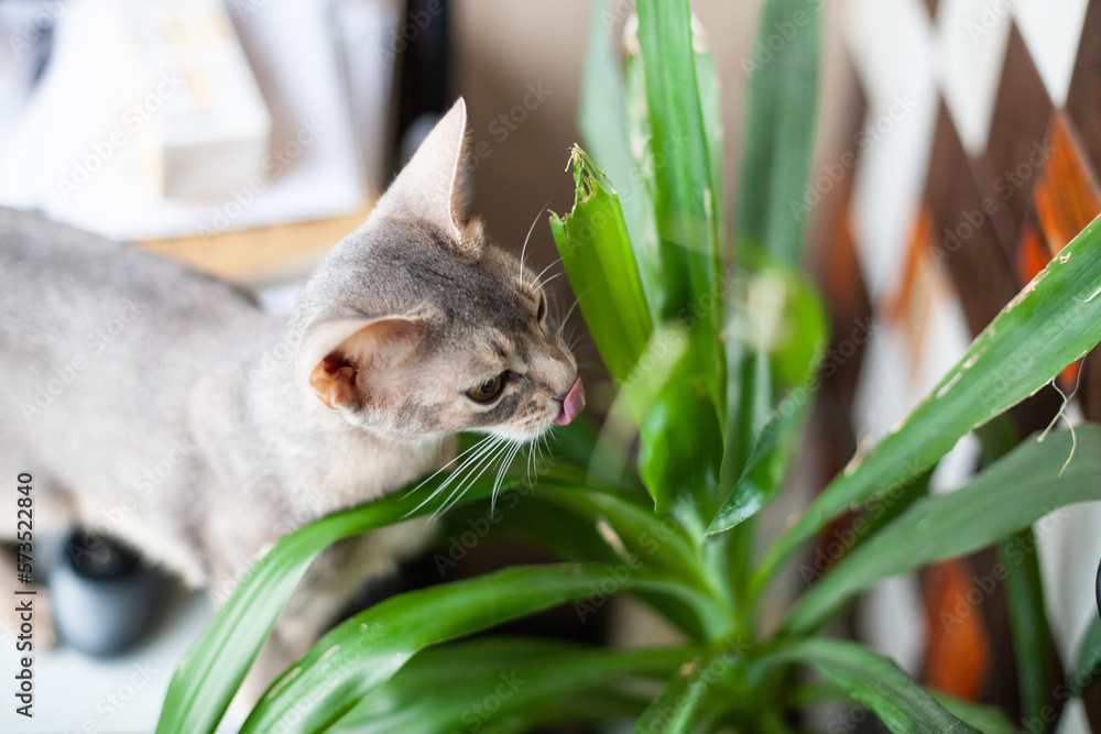 Cat eating and licking Yucca palm. Poisonous (toxic) plants for cats. Cats damage houseplants