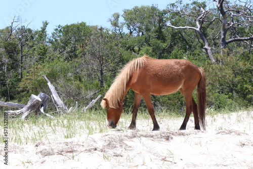 Wild brown horse grazing at Shackleford Banks. photo