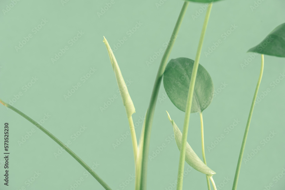Φωτογραφία Gentle organic spring minimal concept with tropical green leaves on pastel green background