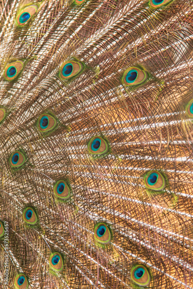 Obraz premium peacock tail feathers as background