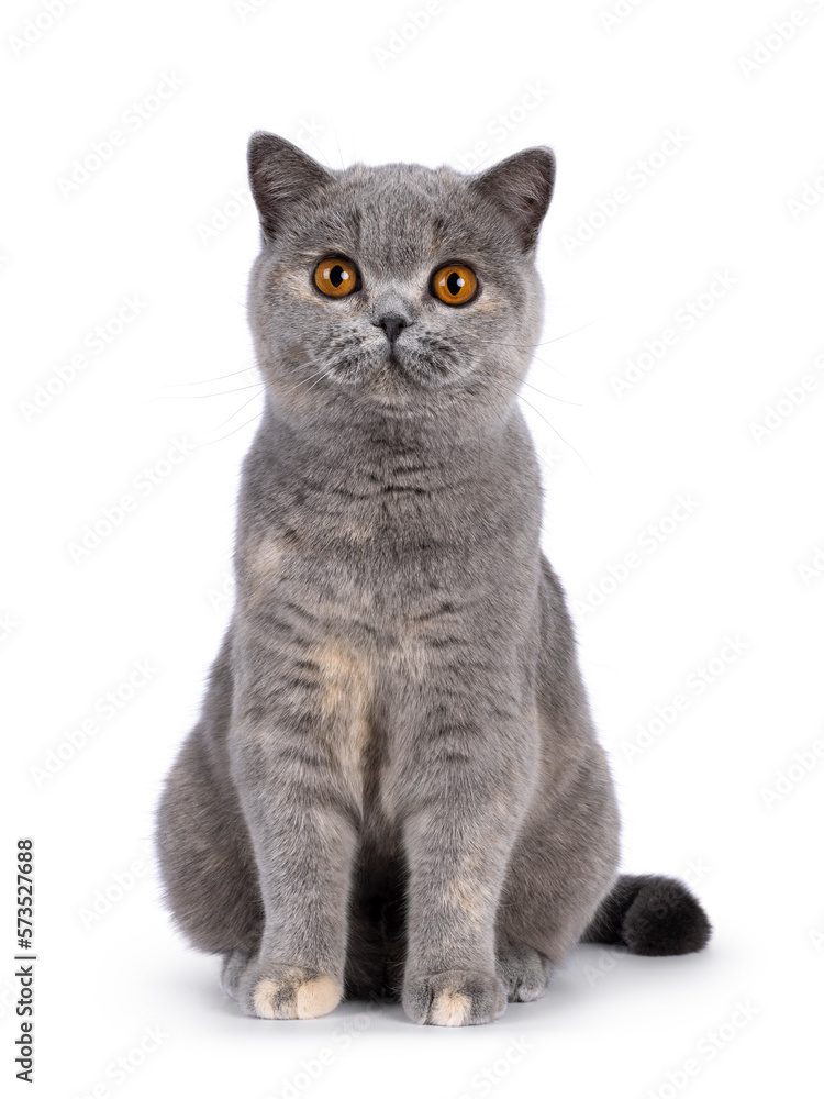 Adorable young blue tortie British Shorthair cat, sitting up facing front. Looking towards camera with pretty orange eyes. Isolated on a white background.