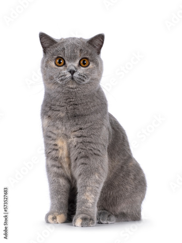 Adorable young blue tortie British Shorthair cat, sitting up facing front. Looking towards camera with pretty orange eyes. Isolated on a white background.