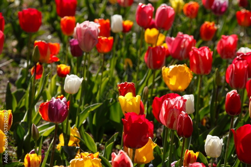 Bunt bl  hendeTulpen    Tulipa   Blumenbeet  Deutschland
