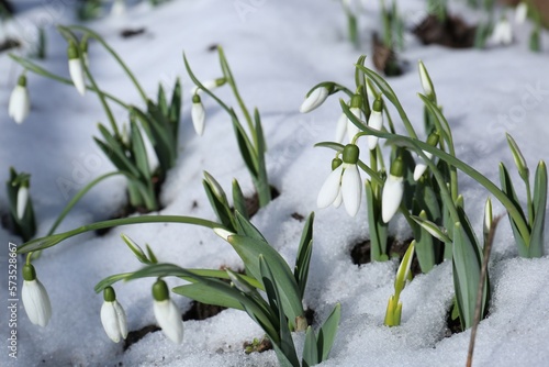 Wallpaper Mural Beautiful blooming snowdrops growing in snow outdoors. Spring flowers Torontodigital.ca