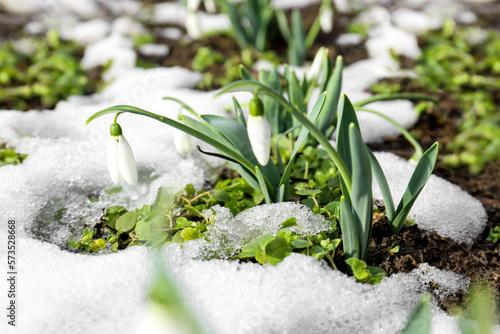 Wallpaper Mural Beautiful blooming snowdrops growing outdoors. Spring flowers Torontodigital.ca