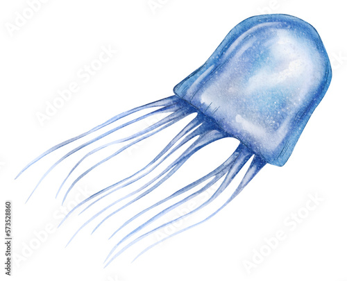 Hand drawn watercolor australian animals. Australian box jelly fish illustration isolated on white background