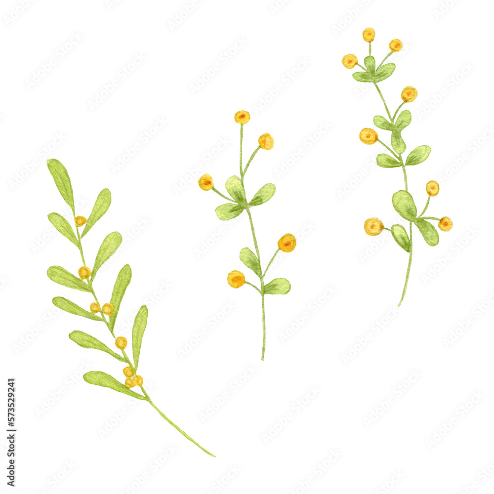 Watercolor flowers and branches. Hand drawing illustration isolated on white background. Yellow flowers.