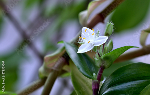 tradescantia luminensis. white beautiful flower on a background of green leaves