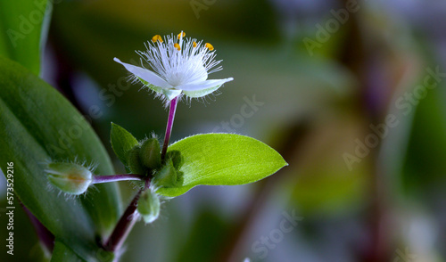 white beautiful flower with green leaves, close-up, on a blurred background. copy space