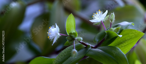 white beautiful flower with green leaves, close-up, on a blurred background. copy space