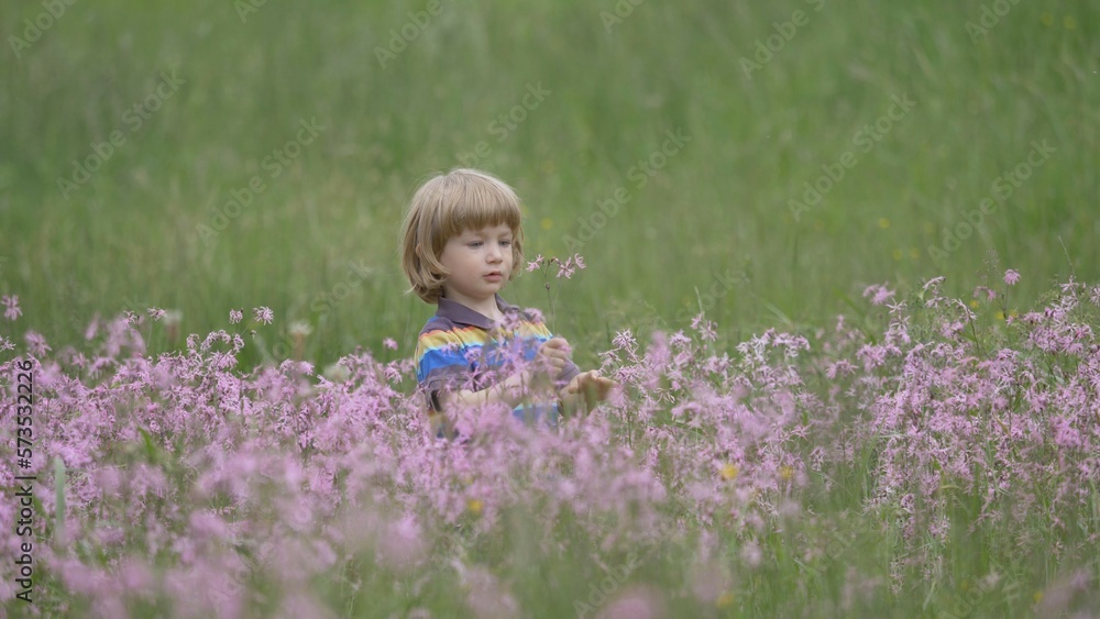 Little blond hair child picking purple flowers in blossom field