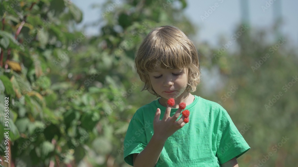 Cute little boy eating raspberries from his fingers in nature, rich rape Cute little boy eating raspberries from his fingers in nature, rich rape