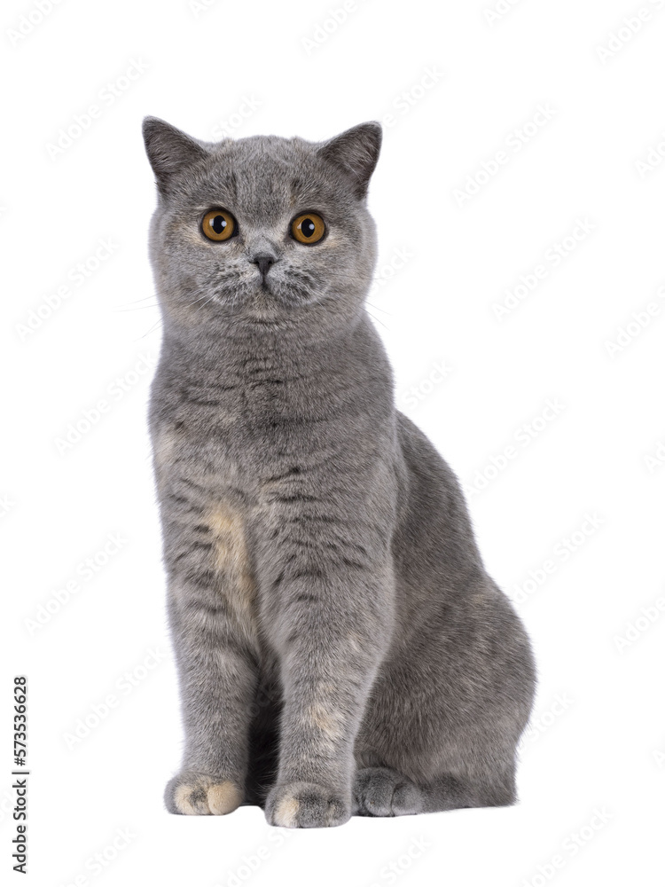 Adorable young blue tortie British Shorthair cat, sitting up facing front. Looking towards camera with pretty orange eyes. Isolated cutout on a transparent background.