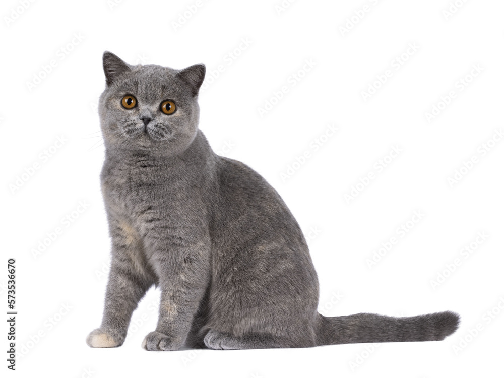 Adorable young blue tortie British Shorthair cat, sitting up side ways. Looking towards camera with pretty orange eyes. Isolated cutout on a transparent background.