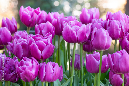 可憐なチューリップ