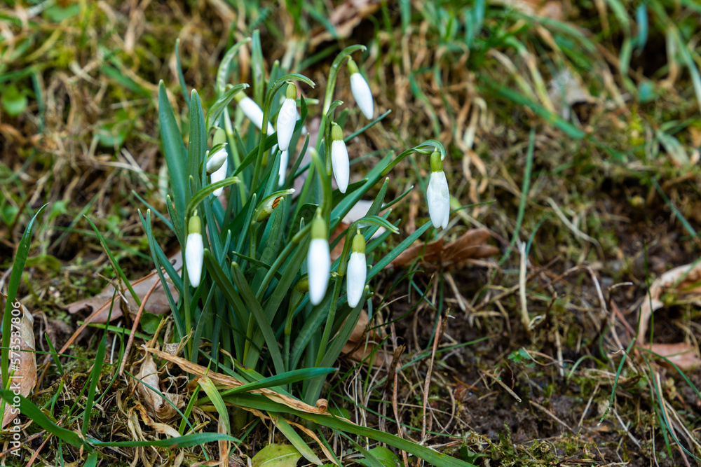 First spring flowers - snowdrops in forest. First spring flowers - snowdrops in forest.