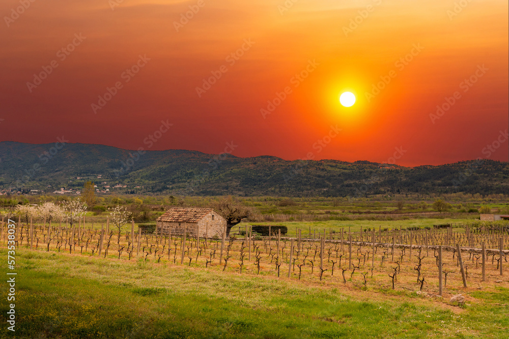 Old stone farm barn in vineyard. Adriatic agriculture. Europe.