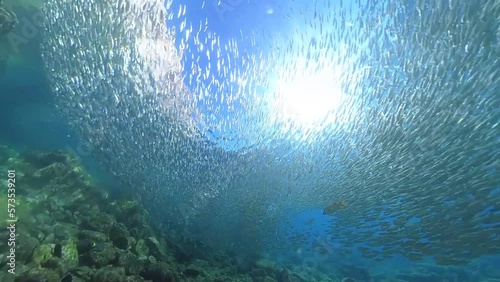 inside sardines school of fish while diving cortez sea baja california mexico photo