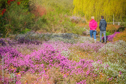 Unrecognised tourists walking through blooming heather flowers in Isabella Plantation, Richmond Park in London, England photo
