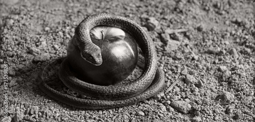 A snake wrapped around an apple as a symbol of temptation photo