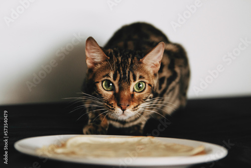 Bengal cat brown spotted pets. Стопка блинов на тарелке, блины на Масленицу