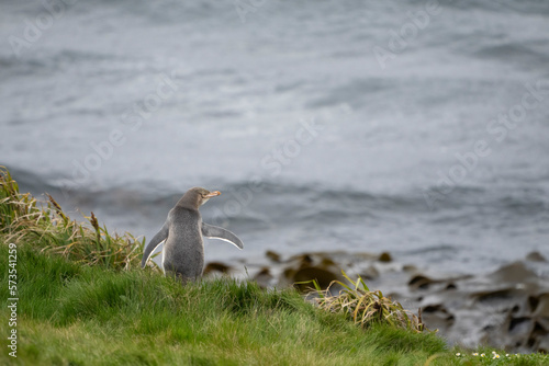 Yellow-Eyed Penguin (Megadyptes antipoder) photo