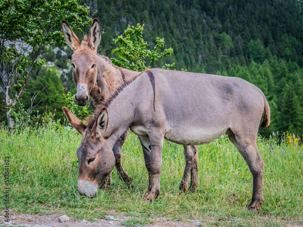 Donkeys grazing on field against green forest