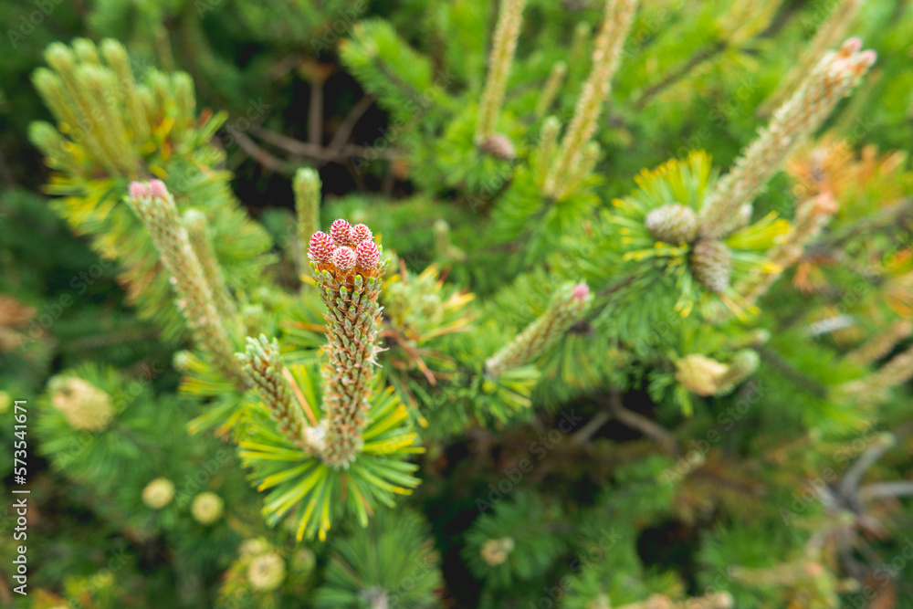 Blooming pine tree. Coniferous tree with flowers on branches. Blooming pine tree. Coniferous tree with flowers on branches.