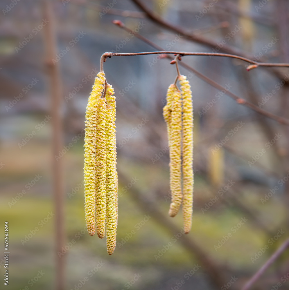 Buds on hazelnuts. Nature background Buds on hazelnuts. Nature background