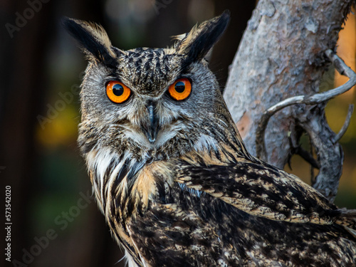 Búho real en un bosque