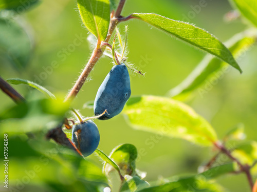 Dark blue berries of Honeysuckles among green leaves. Growing fruits and berries at garden. Agriculture.