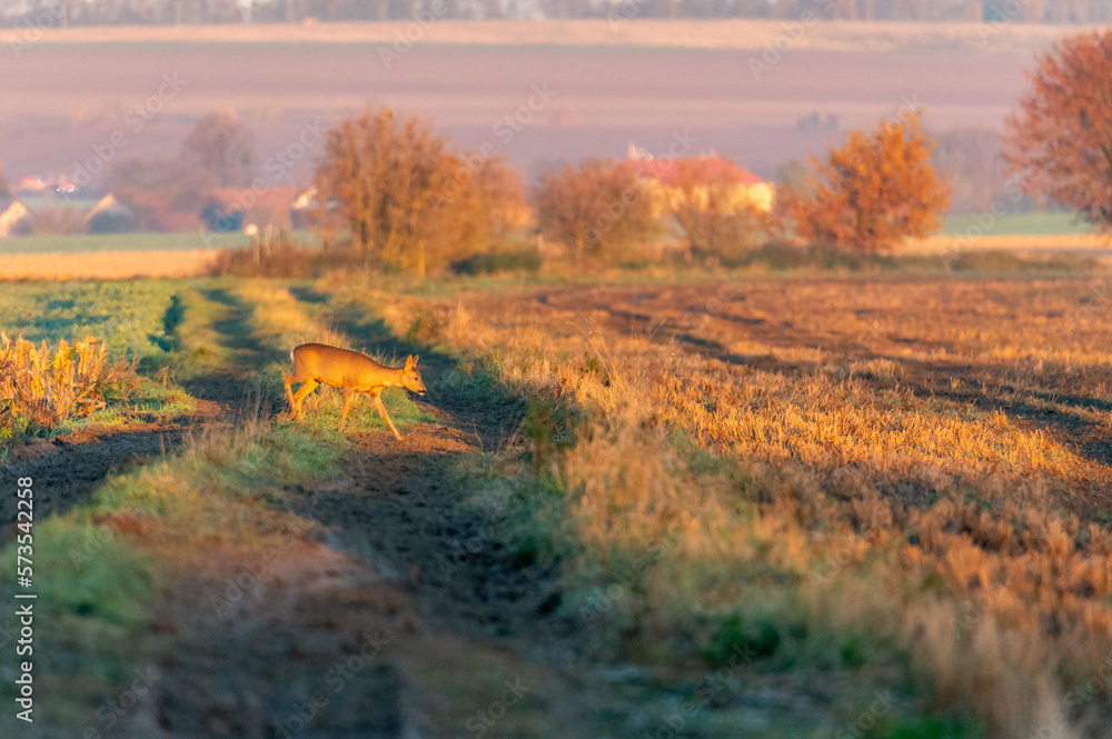 Fototapeta premium roe deer walking across a field in the sunrise light with autumn coloured trees and a village in the background in the Czech Republic