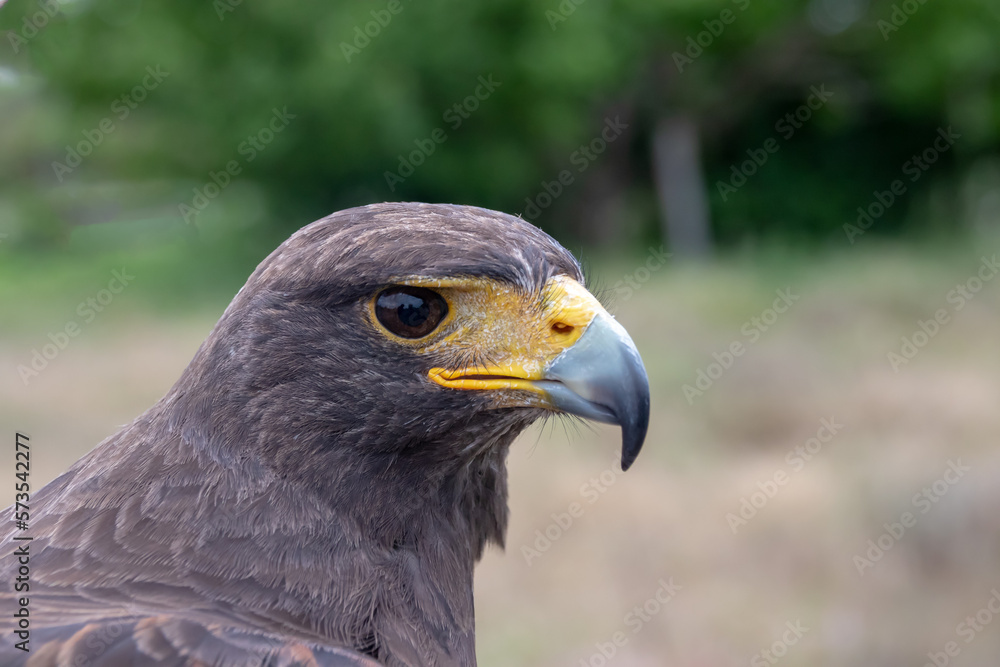 Fototapeta premium Aguila