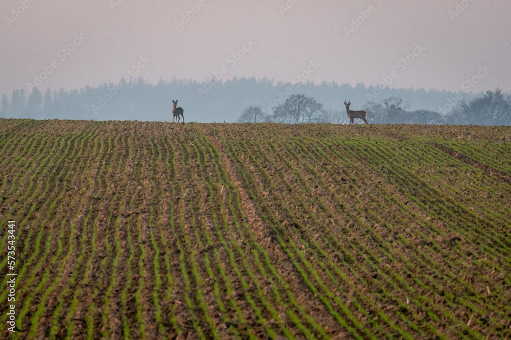 roe deers in a field with an autumn forest in the background in the fog in the Czech Republic roe deers in a field with an autumn forest in the background in the fog in the Czech Republic