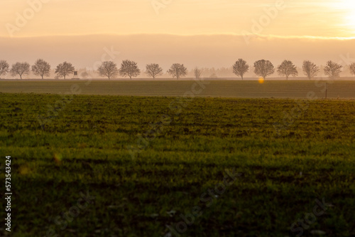 green fields with trees in a row in the background at sunset in the Czech Republic 