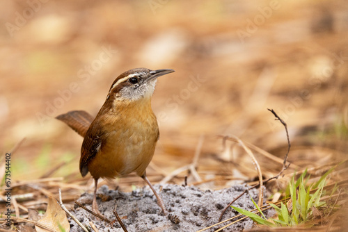 A Carolina wren (Thryothorus ludovicianus)—a small, cute bird with a loud call—in Bradenton, Florida