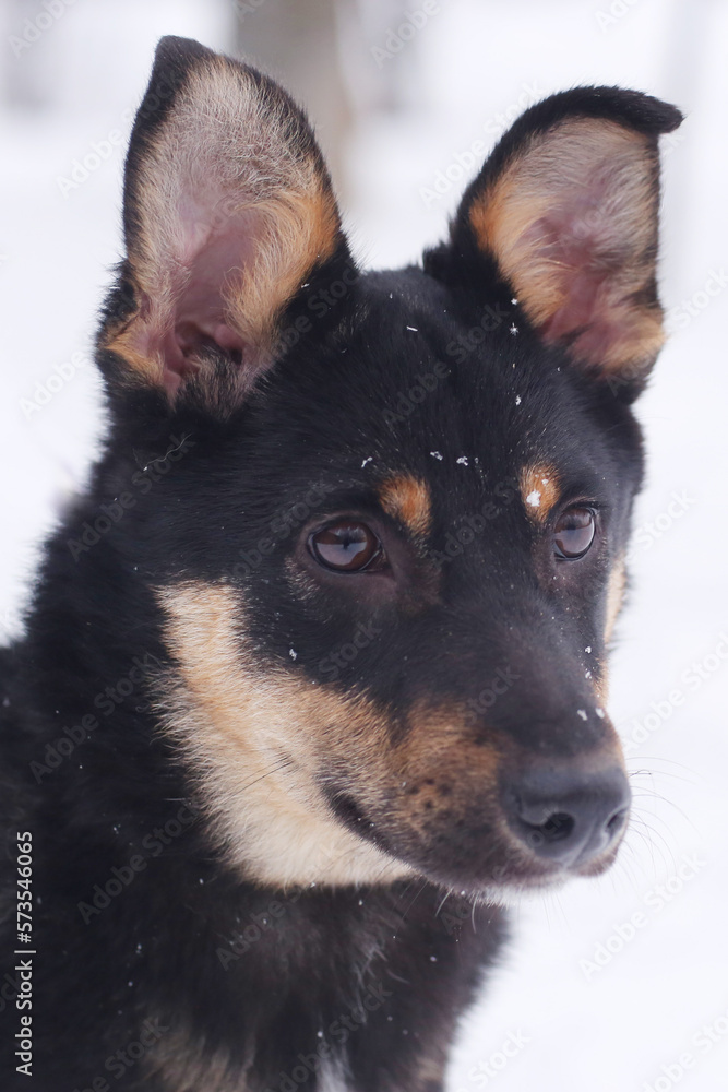 shepherd dog puppy close up portrait on white snow background shepherd dog puppy close up portrait on white snow background