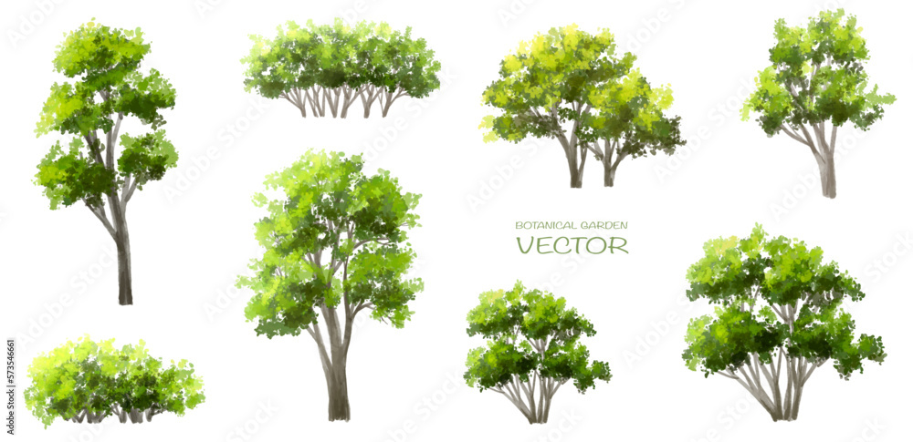 Fototapeta premium Vector watercolor of green tree side view isolated on white background for landscape and architecture drawing, elements for environment and garden, painting botanical for section and elevation 